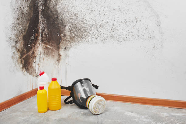 Certified Mold Removal in Oxford, OH