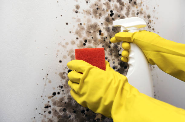 Best Fast Mold Removal  in Oxford, OH