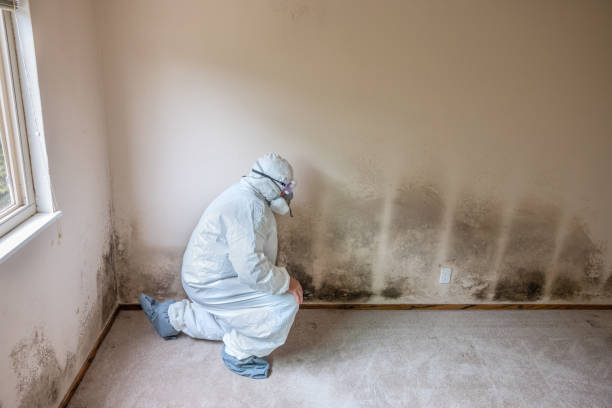 Best Toxic Mold Removal  in Oxford, OH