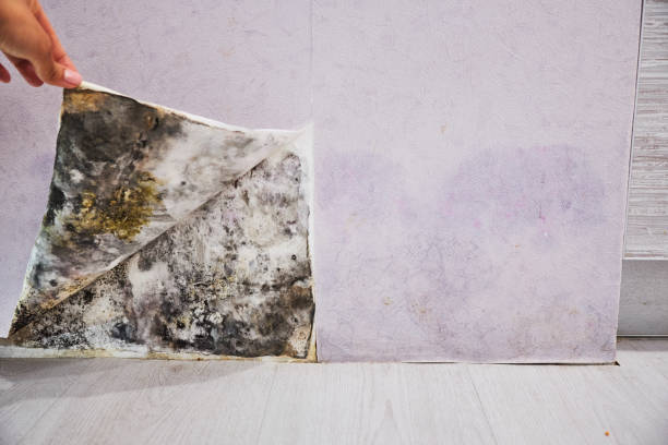 Best Home Mold Removal  in Oxford, OH